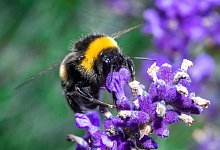 Hummeln - Foto: Jens B&uuml;ttner/dpa-Zentralbild/dpa