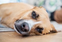Pollenflug kann auch Hunden zu schaffen machen - Foto: Robert G&uuml;nther/dpa-tmn