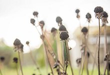 Verbl&uuml;hte Sonnenh&uuml;te - Christin Klose/dpa-tmn