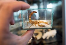 Skorpion - Federico Gambarini/dpa