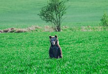 Bären in der Slowakei - Jaroslav Slastan/Staatlicher Naturschutz der Slowakei/dpa