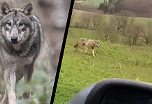 Wolf in Blomberg - Montage: Boris Roessler/dpa/Screenshot:Video