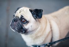 Die Z&uuml;chtung kurznasiger M&ouml;pse ist beispielsweise in den Niederlanden l&auml;ngst verboten. - Symbolbild: pixabay