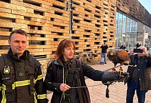 &Uuml;bereifriger Bussard aus Steinmauer befreit - Feuerwehr Wuppertal/dpa
