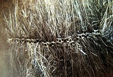 Kunstfell - Foto: Vier Pfoten/dpa-tmn