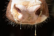 Kuh - Friso Gentsch/dpa