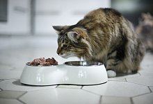 Katze am Futternapf - Ina Fassbender/dpa-tmn