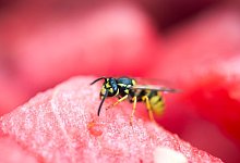 Wespen brauchen Eiwei&szlig; und Zucker - Foto: Inga Kjer/dpa-tmn