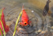 Goldfisch - picture alliance / dpa