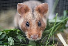 Hamster - Foto: Arne Dedert