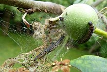 Gespinstmotten und ihre Geflechte - Foto: Stefan Bohres