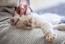 Katze l&auml;sst sich streicheln - Christin Klose/dpa-tmn