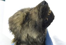 Uralt-Welpe - Foto: Sergej Fjodorow/dpa