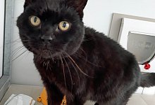 Vermisster Kater - Foto: Cats Protection/PA Media/dpa