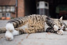 Haustiere - Foto: picture alliance / dpa/Archiv