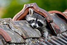 Wenn sie wollen, finden Sie ins Haus: Waschb&auml;ren - Britta Pedersen/dpa-Zentralbild/dpa