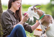 ziegen - Landwirtschaftsverband