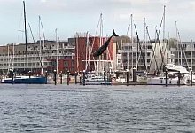 Delfin als seltener Gast - Volker Gerstmann/TNN/dpa