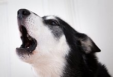 Hundebellen stoppen - Foto: Florian Schuh/dpa-tmn