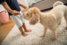 Studie: Hunde machen Kinder fitter - Christin Klose/dpa-tmn/dpa