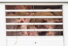 Prozess um Tierschutzversto&szlig; bei Schweinen - David Inderlied/dpa/Archivbild