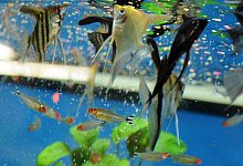 &Uuml;berf&uuml;tterung problematisch - Foto: Caroline Seidel/dpa-tmn