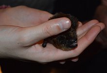 Presse_Fledermaus_02 - BUND Lemgo