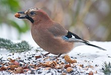 Vogelf&uuml;tterung im Winter - Patrick Pleul/dpa-Zentralbild/dpa