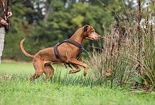Jagdtrieb bei Hunden - Anna Auerbach/Kosmos Verlag/dpa-tmn