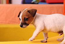 Laut Staatsanwaltschaft hat eine Frau aus Bad Oeynhausen an Weihnachten einen kleinen Hund &uuml;bers Internet verkauft - aber nicht geliefert. - (Symbolbild): Pixabay