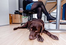 Schlafender Hund - Foto: Markus Scholz/dpa-tmn