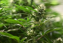 Symbolbild Cannabis-Anbau - Martin Schutt/dpa