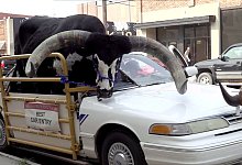 Watussi-Bulle als Beifahrer - Uncredited/News Channel Nebraska/AP/dpa