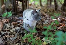 Katze erkundet an der Leine ein Waldstück - Karolin Krämer/dpa-tmn