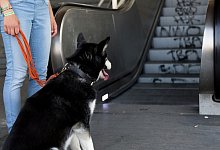 Hund wartet vor einer Rolltreppe - Florian Schuh/dpa-tmn