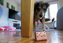 Zeitvertreib f&uuml;r Regentage - Foto: Markus Scholz/dpa-tmn