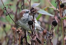 Haussperling - Foto: Corey T. Callaghan/dpa