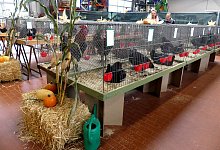 Rassegeflügel-Schau - Rudi Rudolph