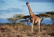 Von wegen «die Giraffe»: Vier verschiedene Arten anerkannt - -/GCF/dpa