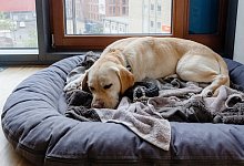 Hund im K&ouml;rbchen - Foto: Markus Scholz