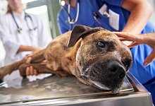 Hund bei Tier&auml;rztin - Zacharie Scheurer/dpa-tmn