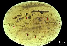 &Auml;lteste Spermien der Welt entdeckt - Foto: He Wang & Xiangdong Zhao/LMU/dpa