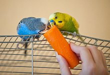 Wellensittiche - Foto: Andrea Warnecke