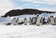 Kaiserpinguine in der Antarktis - Foto: Stephanie Jenouvri/Woods Hole Oceanographic Institution/dpa