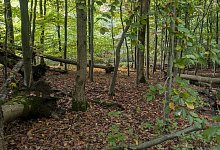 vs_heesten_-2 - 1 - LVL