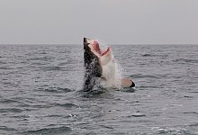 NGOs fordern Stopp von &Ouml;l- und Gasf&ouml;rderung im Meer - Neil Hammerschlag/Shark Research/dpa