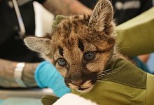 Gerettete Bergl&ouml;wen-Babys - Foto: Oakland Zoo/dpa