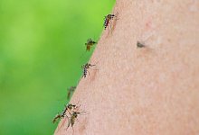 M&uuml;cken - Foto: Patrick Pleul/dpa-Zentralbild/dpa