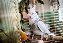 Zierv&ouml;gel sind beliebte Haustiere - Foto: Frank Rumpenhorst/dpa-tmn