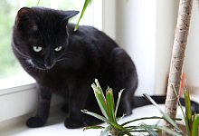 Katze sitzt vor Zimmerpalme - Silvia Marks/dpa-tmn